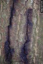 P. ramorum bark canker symptoms